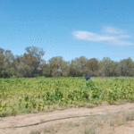 Tax Office Tracks Tobacco Crop