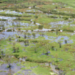 Flood water wildcard hits the table