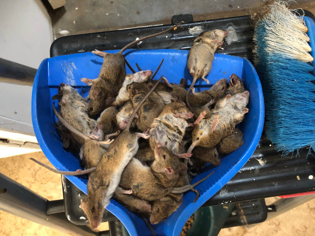 Mouse Plague affecting local businesses
