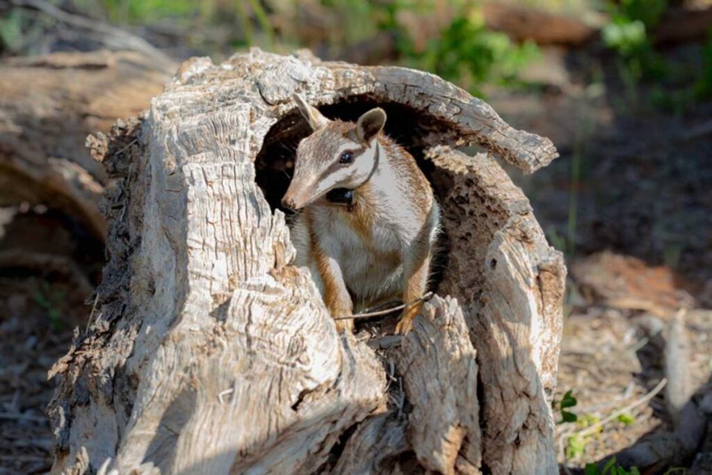 Pilliga bilbies back from the dead The Coonamble Times