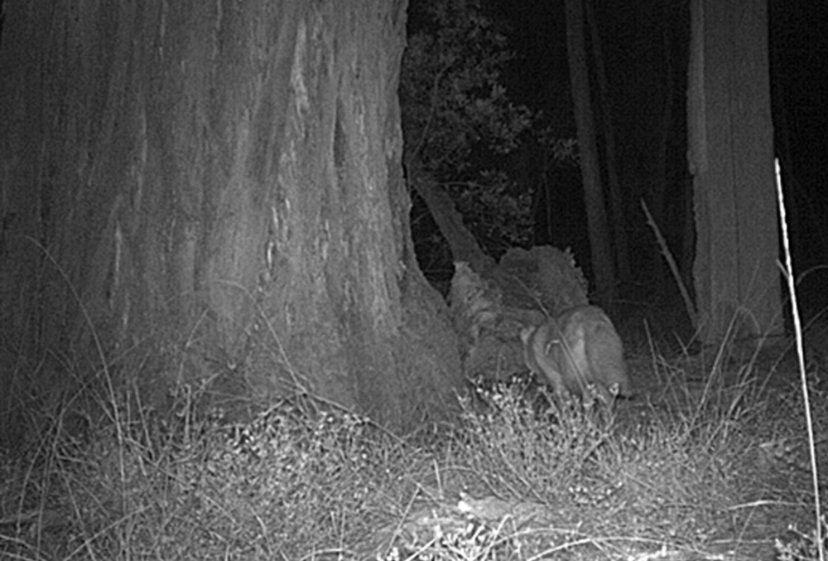 Pilliga predator outfoxed by flood The Coonamble Times