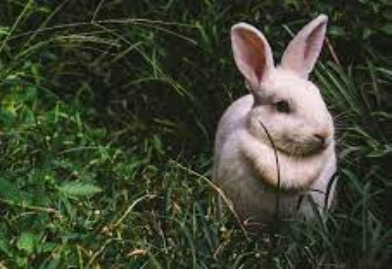 Coon Rabbit Become a rabbit recorder | The Coonamble Times